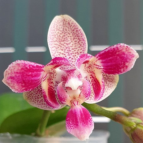 173408148086-Phal.%20Caribbean%20Sunset%20%C3%97%20minus%20(peloric%20-%203%20lips)%20%E8%8A%B11.jpg