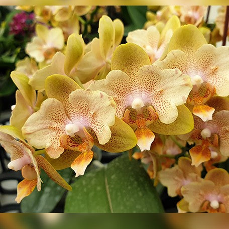 173408199366-Phal.%20Little%20Emperor%20'560'%20(peloric%20-%202%20eyes)%20%E8%8A%B13.jpg