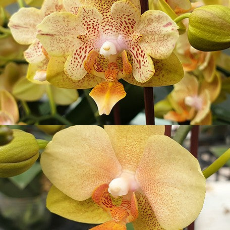 173408199387-Phal.%20Little%20Emperor%20'560'%20(peloric%20-%202%20eyes)%20%E8%8A%B12.jpg