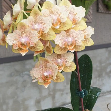 173408199388-Phal.%20Little%20Emperor%20'560'%20(peloric%20-%202%20eyes)%20%E8%8A%B15.jpg