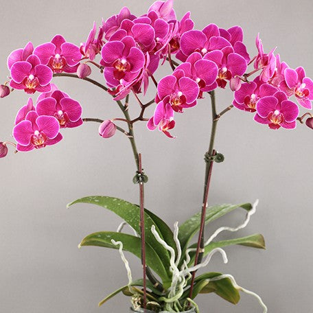 173433870663-Phal.%20ARK'S%20Little%20Pink%20189%20%E8%8A%B14.jpg