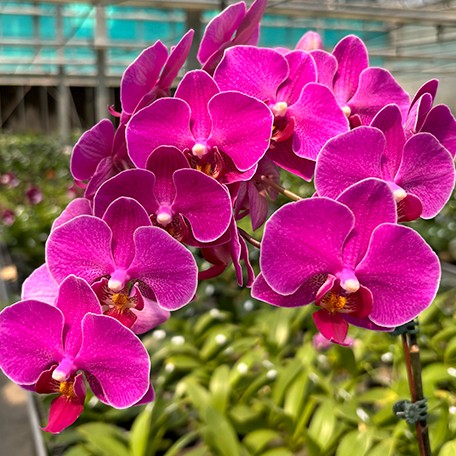 173433870689-Phal.%20ARK'S%20Little%20Pink%20189%20%E8%8A%B12.jpg