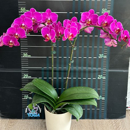 173433870689-Phal.%20ARK'S%20Little%20Pink%20189%20%E8%8A%B13.jpg