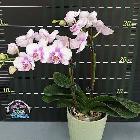 173434048437-Phal.%20Miki%20Sakura%20'Splash'%20%E8%8A%B15.jpg