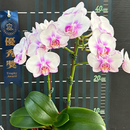 173434048450-Phal.%20Miki%20Sakura%20'Splash'%20%E8%8A%B14.jpg