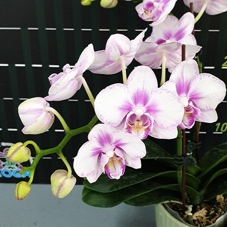 173434048453-Phal.%20Miki%20Sakura%20'Splash'%20%E8%8A%B13.jpg