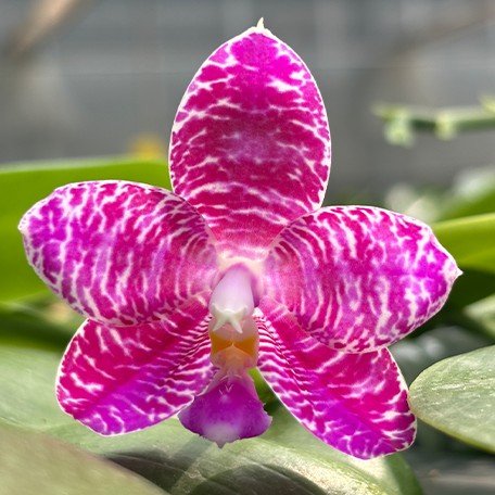 173439521952-Phal.%20Lyndon%20Mix%20Zebra%20'Treasure'%20%E8%8A%B13.jpg