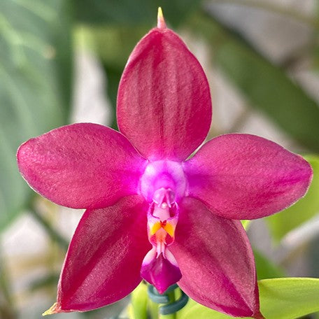 173439629822-Phal.%20LD's%20Bear%20King%20%C3%97%20sib%20%E8%8A%B11.jpg