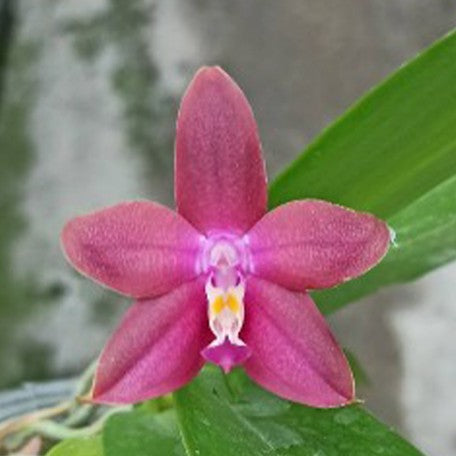 173439629824-Phal.%20LD's%20Bear%20King%20%C3%97%20sib%20%E8%8A%B13.jpg