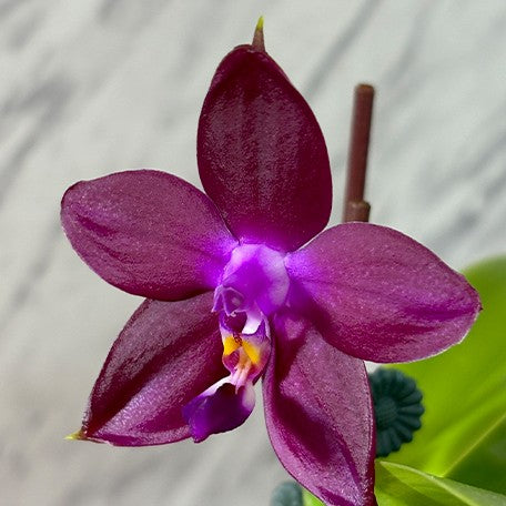 173439629828-Phal.%20LD's%20Bear%20King%20%C3%97%20sib%20%E8%8A%B12.jpg