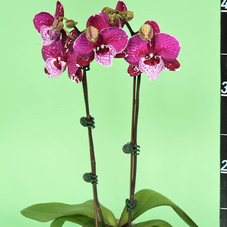 173441464117-Phal.%20Younghome%20Dreamilk%20'0793'%20%E8%8A%B13.jpg