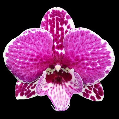 173441464177-Phal.%20Younghome%20Dreamilk%20'0793'%20%E8%8A%B11.jpg