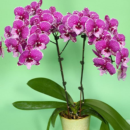 173441464184-Phal.%20Younghome%20Dreamilk%20'0793'%20%E8%8A%B12.jpg