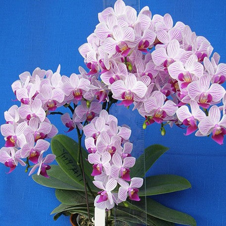 173441518235-Phal.%20Younghome%20Lilien%20%E8%8A%B12.jpg