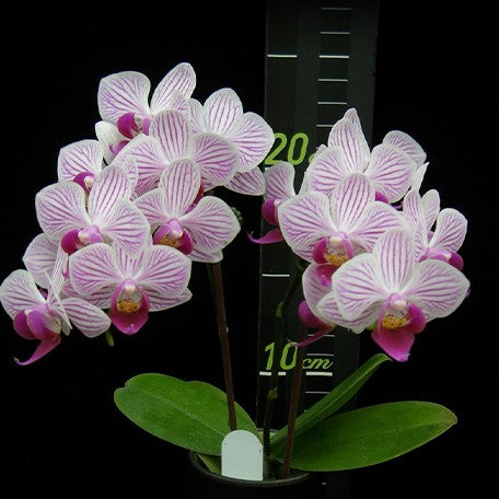 173441518288-Phal.%20Younghome%20Lilien%20%E8%8A%B13.jpg