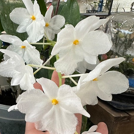 173449223444-Den.%20farmeri%20fma%20petaloid-album%20'Hsinying'%20%E8%8A%B12.jpg