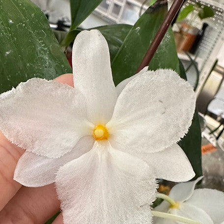 173449223449-Den.%20farmeri%20fma%20petaloid-album%20'Hsinying'%20%E8%8A%B11.jpg