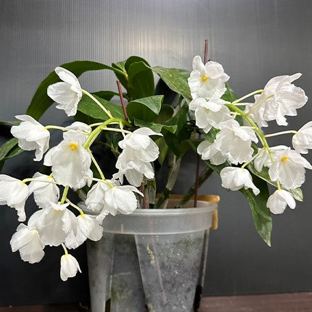 173449223450-Den.%20farmeri%20fma%20petaloid-album%20'Hsinying'%20%E8%8A%B13.jpg