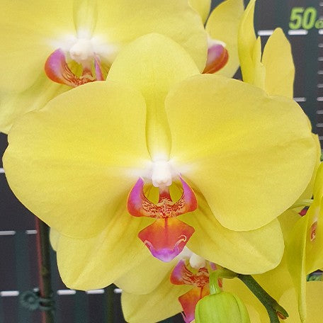 173450893978-Phal.%20Fuller's%20Sunset%20'Golden%20Girl'%20%E8%8A%B11.jpg