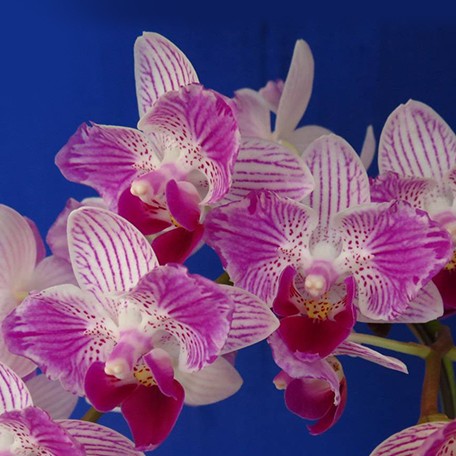 173451009622-Phal.%20Sogo%20Elegance%20'70475'%20%E8%8A%B11.jpg