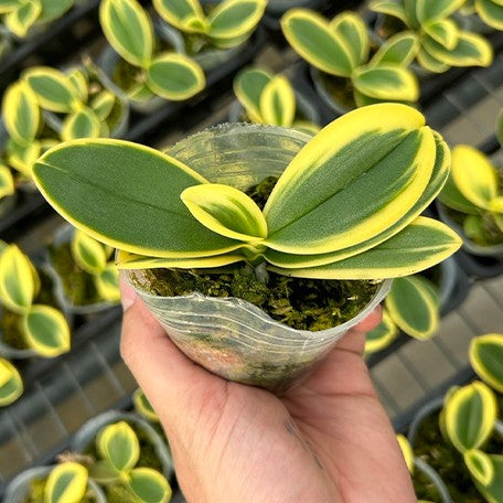 173466039727-Phal.%20Sogo%20Yenlin%20'Coffee'%20(variegata%20&%202%20eyes)%20%E6%A4%8D%E6%A0%AA2.5''1.jpg