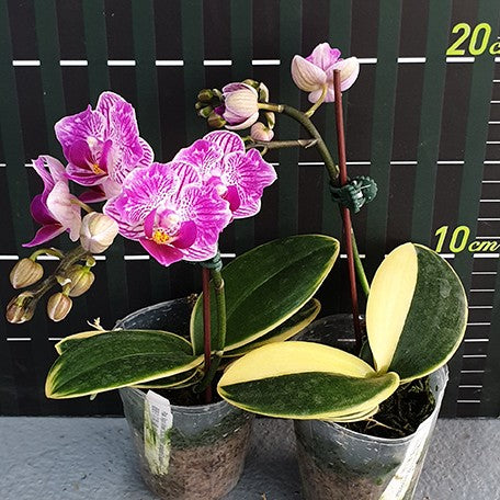 173467298275-Phal.%20Sogo%20Vivien%20'Variegata%20&%20Peloric'%20%E8%8A%B15.jpg