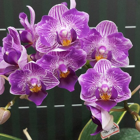 173467298282-Phal.%20Sogo%20Vivien%20'Variegata%20&%20Peloric'%20%E8%8A%B13.jpg