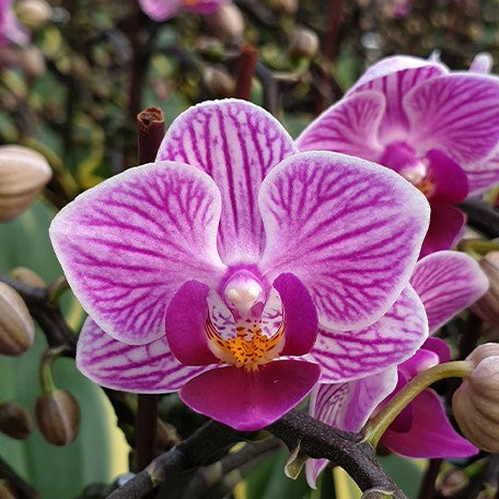 173467298292-Phal.%20Sogo%20Vivien%20'Variegata%20&%20Peloric'%20%E8%8A%B12.jpg