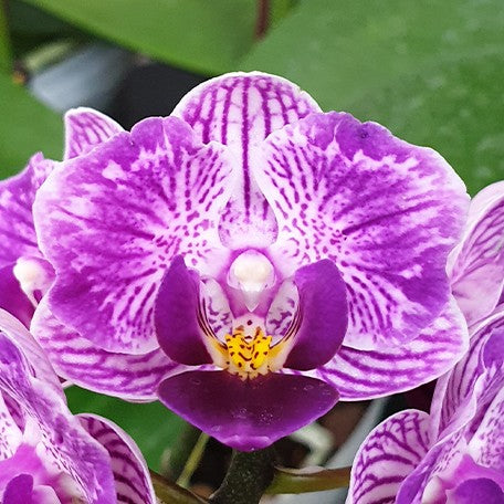 173467298297-Phal.%20Sogo%20Vivien%20'Variegata%20&%20Peloric'%20%E8%8A%B11.jpg