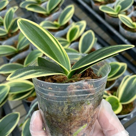 173467299515-Phal.%20Sogo%20Vivien%20'Variegata%20&%20Peloric'%20%E6%A4%8D%E6%A0%AA2.5''1.jpg