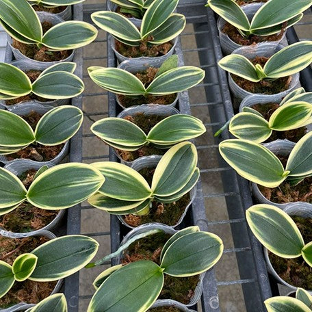 173467299560-Phal.%20Sogo%20Vivien%20'Variegata%20&%20Peloric'%20%E6%A4%8D%E6%A0%AA2.5''2.jpg