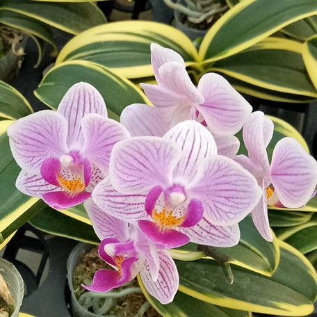 173467317912-Phal.%20Sogo%20Vivien%20'Variegata'%20%E8%8A%B12.jpg