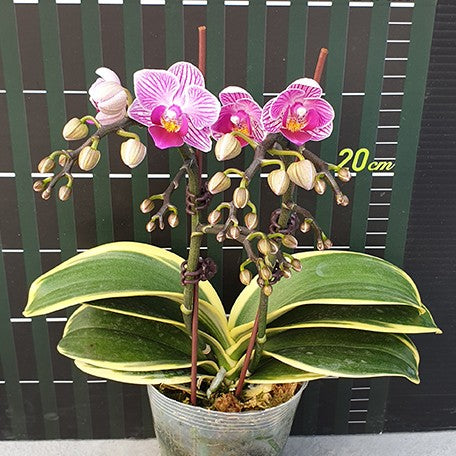 173467317948-Phal.%20Sogo%20Vivien%20'Variegata'%20%E8%8A%B13.jpg