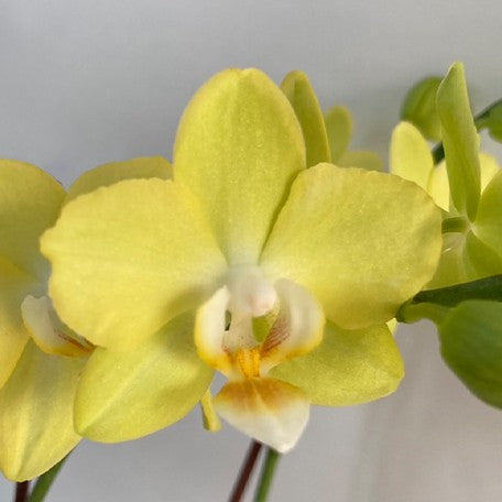 173493233994-Phal.%20Fangmei%20Green%20Light%20%E8%8A%B12.jpg