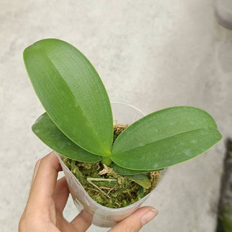 173493240878-Phal.%20Fangmei%20Green%20Light%20%E6%A4%8D%E6%A0%AA2.5''1.jpg