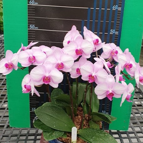 173502620015-Phal.%20Unimax%20Sakura%20%C3%97%20Luchia%20Pink%20%E8%8A%B12.jpg