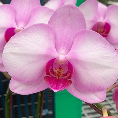 173502620041-Phal.%20Unimax%20Sakura%20%C3%97%20Luchia%20Pink%20%E8%8A%B11.jpg