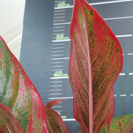 aglaonema 'siam aurora' Aglaonema 'Siam Aurora' variegated 2.5" – OrchidBox Wholesale