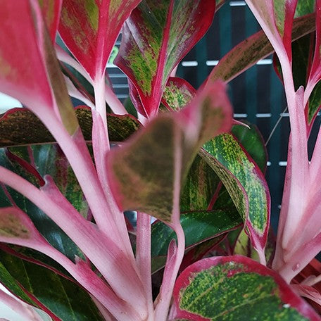 aglaonema siam aurora pink Aglaonema 'Siam Aurora' variegated 2.5" – OrchidBox Wholesale