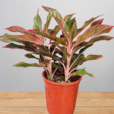 aglaonema siam aurora variegated Aglaonema 'Siam Aurora' variegated 2.5" – OrchidBox Wholesale