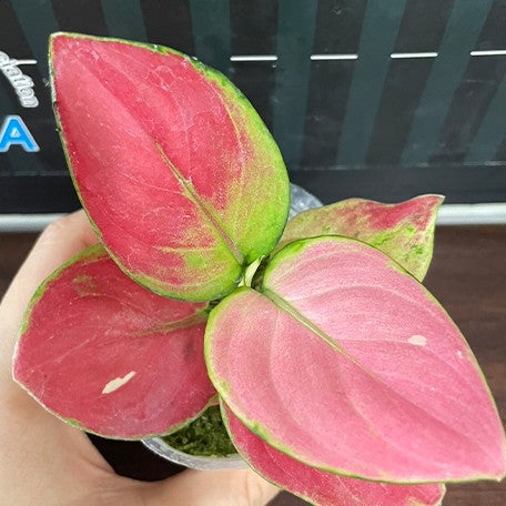 173502958251-Aglaonema%20Rotundum%20Hybrid%20'Red%20Desire'%20%E6%A4%8D%E6%A0%AA2.5''2.jpg