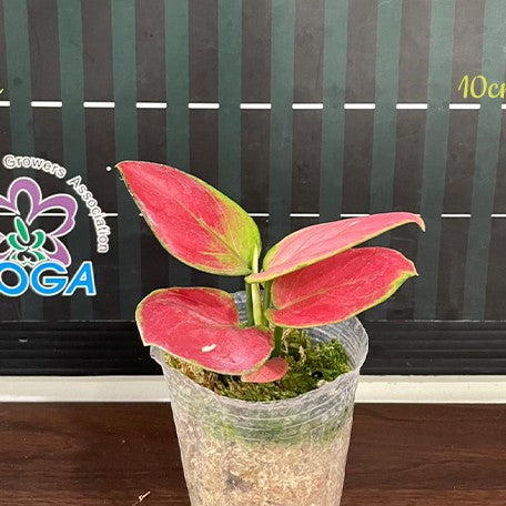 173502958265-Aglaonema%20Rotundum%20Hybrid%20'Red%20Desire'%20%E6%A4%8D%E6%A0%AA2.5''1.jpg