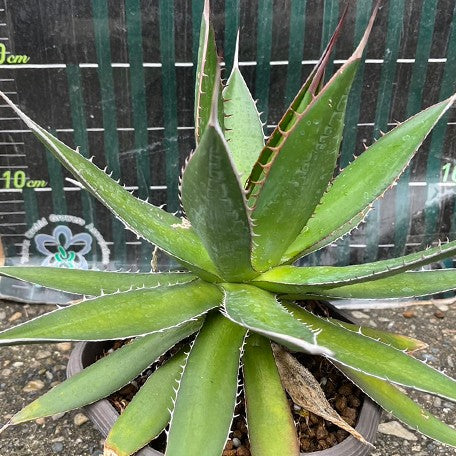 173509590786-Agave%20Horrida%20%E6%A4%8D%E6%A0%AA5''1.jpg