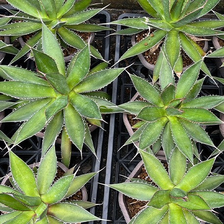 173509590796-Agave%20Horrida%20%E6%A4%8D%E6%A0%AA5''2.jpg