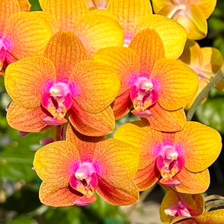 173520714646-Phal.%20Brother%20Sara%20Gold%20%E8%8A%B11.jpg