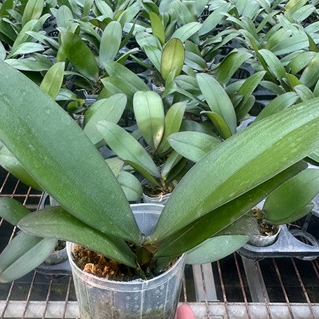 173520717017-Phal.%20Brother%20Sara%20Gold%20%E6%A4%8D%E6%A0%AA2.5''1.jpg