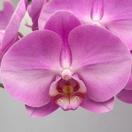 173527996414-Phal.%20'SOGO%20F8122'%20%E8%8A%B11.jpg