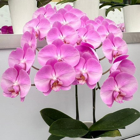 173527996445-Phal.%20'SOGO%20F8122'%20%E8%8A%B13.jpg