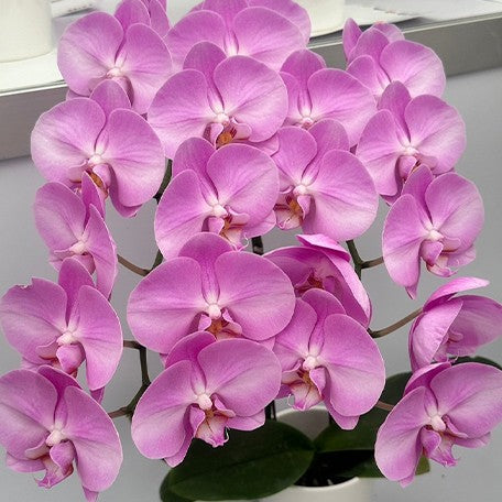 173527996457-Phal.%20'SOGO%20F8122'%20%E8%8A%B12.jpg