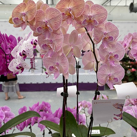 173528017848-Phal.%20Ultimate%20Shine%20%E8%8A%B12.jpg